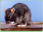 rat control Mitcham