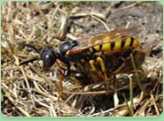 wasp control Mitcham