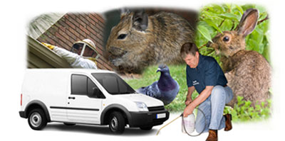 Mitcham local van